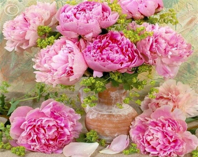 Pink Peonies in Vase — Serene, Photograph, Greenery