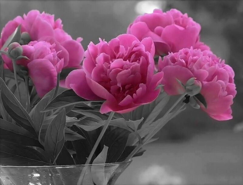 Pink Peonies in Vase — Serene, Photograph, Leaves, Buds