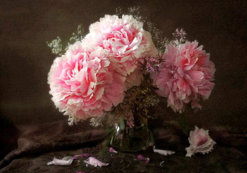 Pink Peonies in Vase — Serene, Photograph, Petals, Fabric