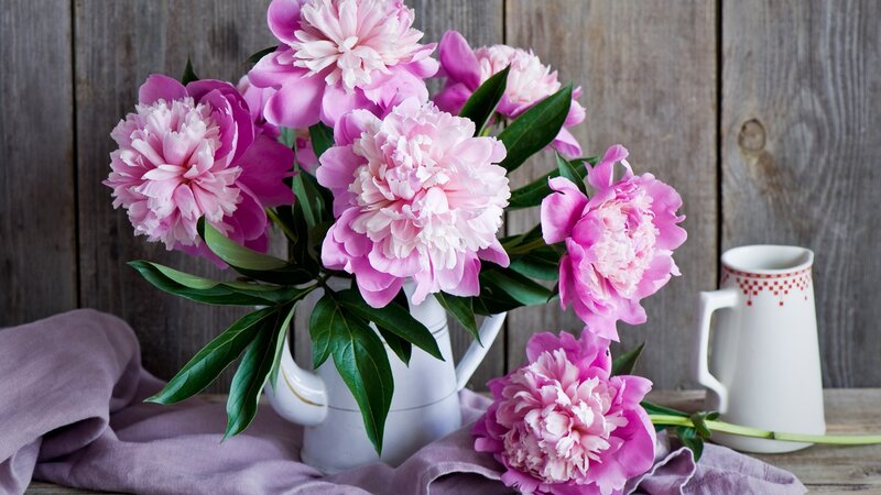 Pink Peonies in Vase — Serene, Photograph, Pitcher