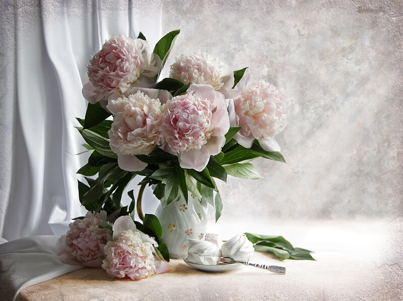 Pink Peonies in Vase — Serene, Photograph