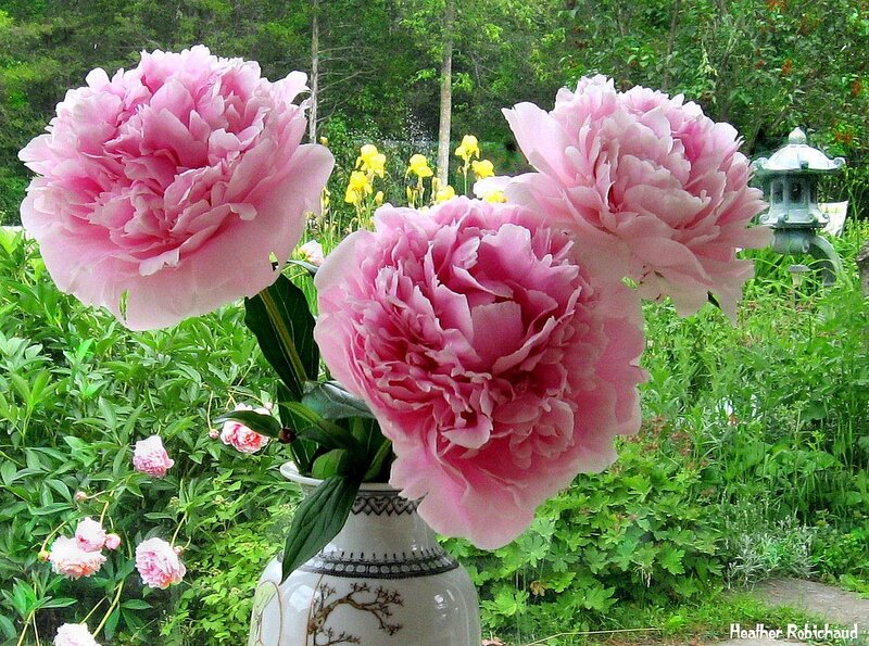 Pink Peonies in Vase — Serene, Summer
