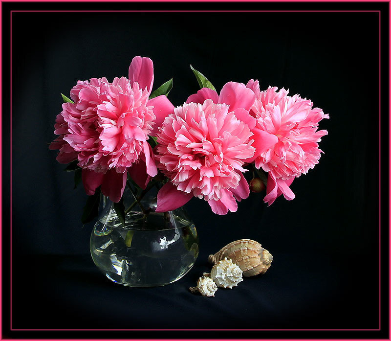 Pink Peonies in Vase