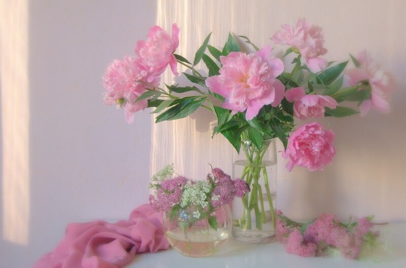 Pink Peonies in Vases — Serene, Morning, Photograph