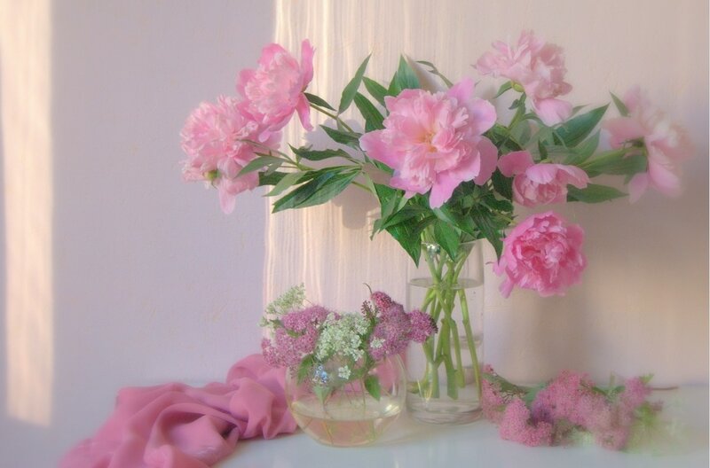 Pink Peonies in Vases — Serene, Morning