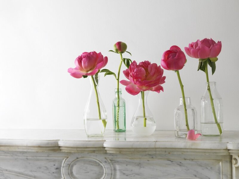Pink Peonies in Vases — Serene, Photograph