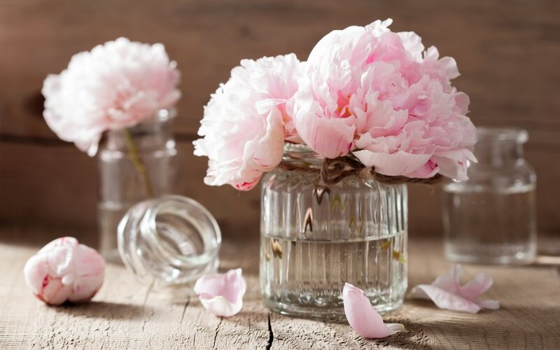 Pink Peonies in Vases — Serene, Spring