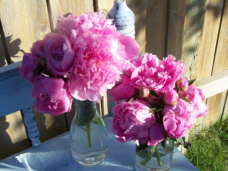 Pink Peonies in Vases