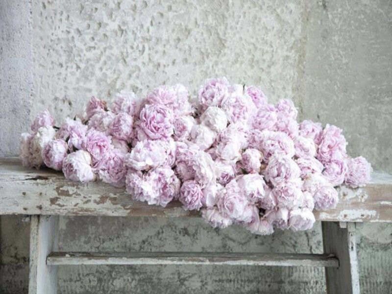 Pink Peonies on Bench