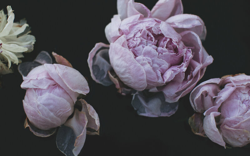 Pink Peonies on Black — Purple