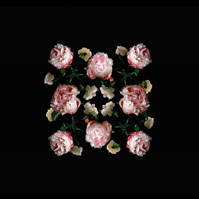 Pink Peonies on Black