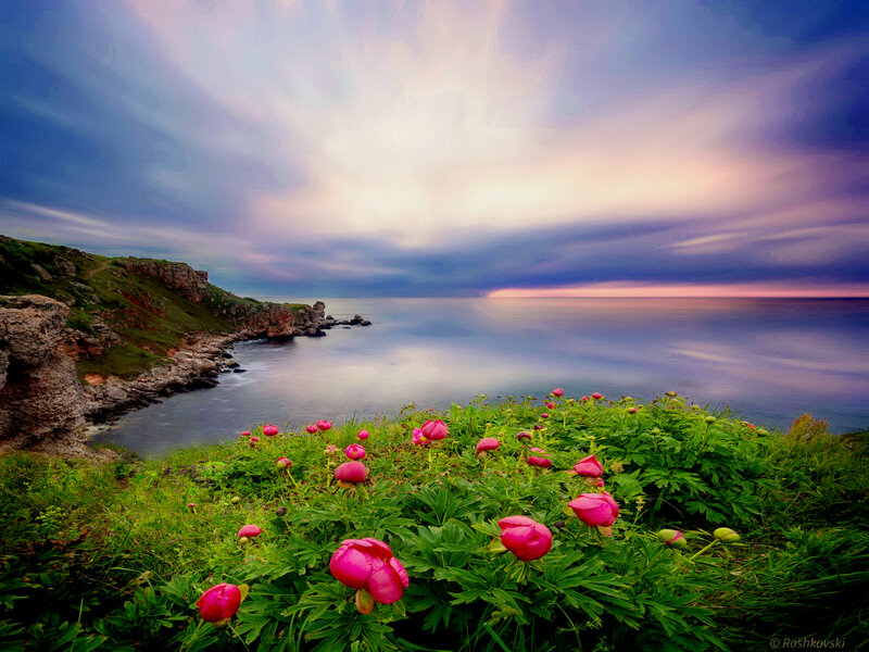 Pink Peonies on Cliff