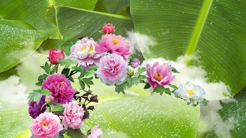 Pink Peonies on Leaves