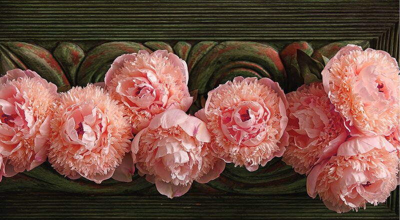 Pink Peonies on Wood — Calm, Photograph