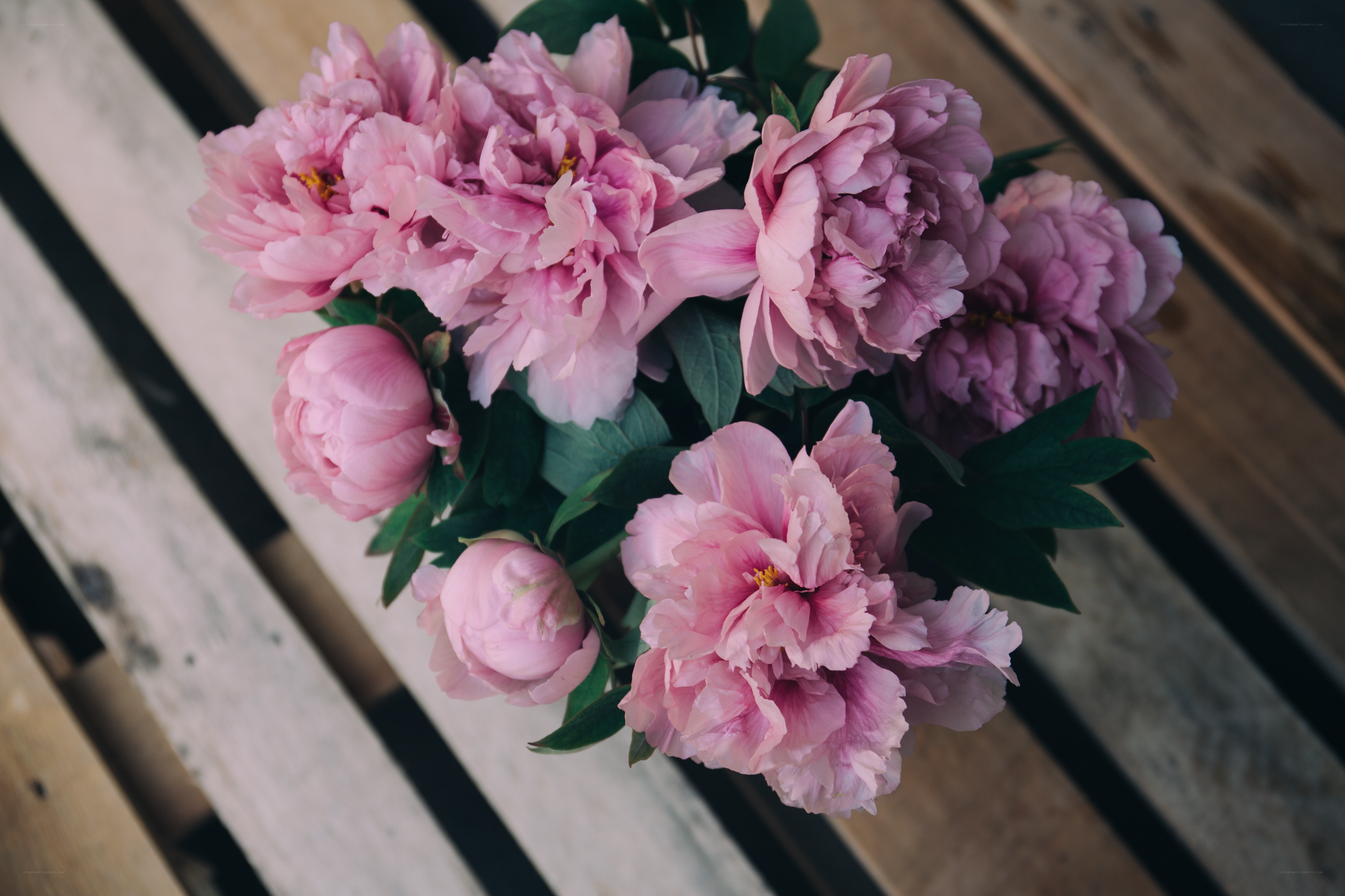 Pink peonies on wooden surface