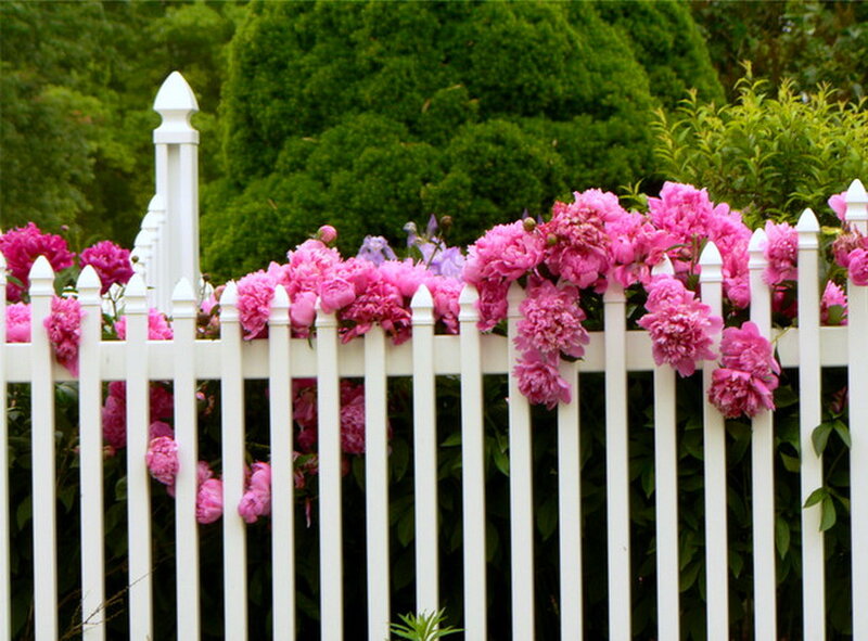 Pink Peonies over Fence