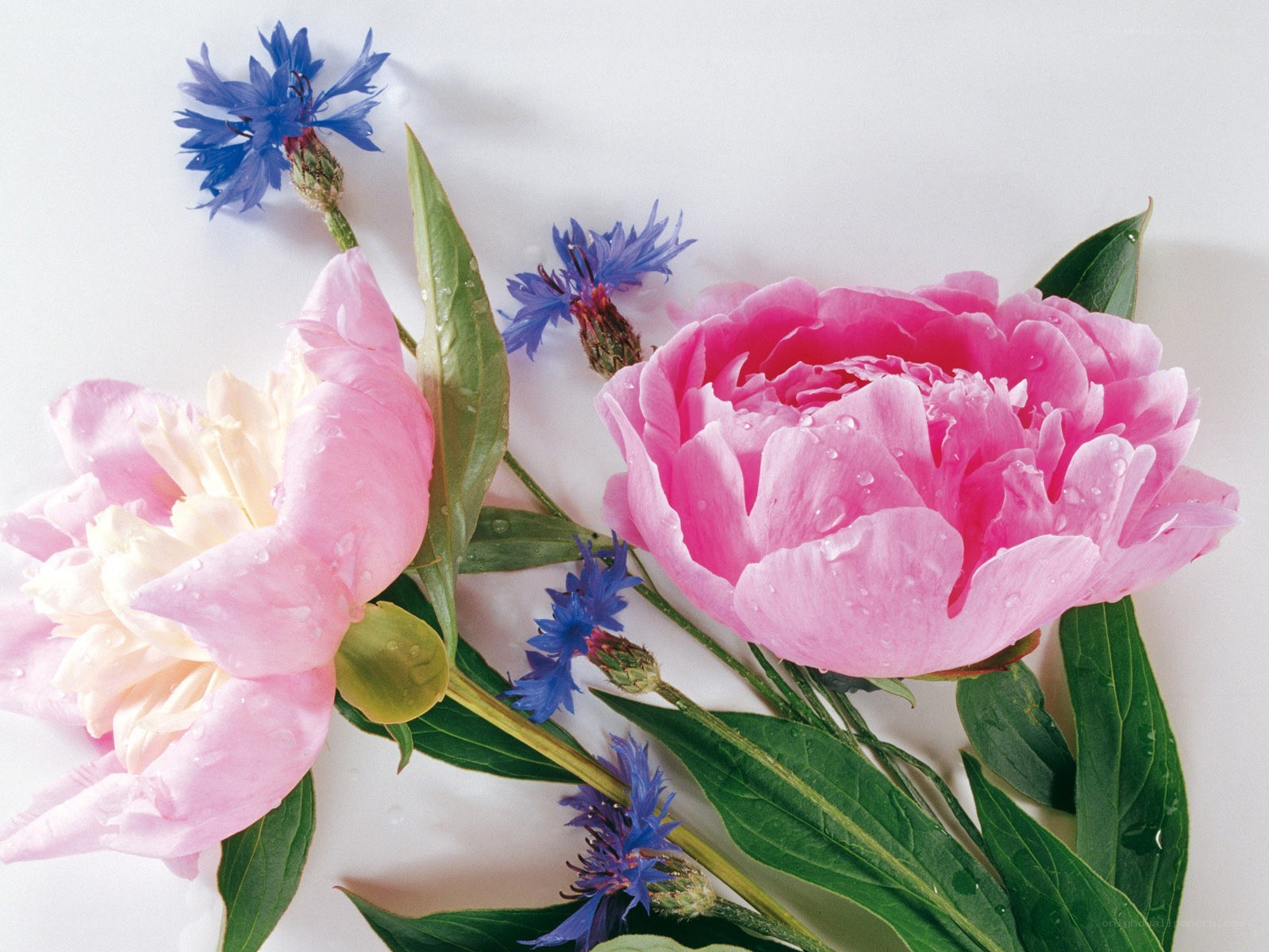Pink peonies with blue cornflowers