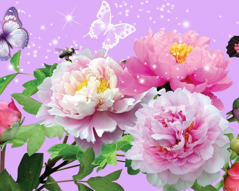 Pink Peonies with Butterflies — Dreamy