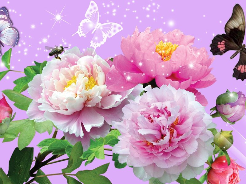 Pink Peonies with Butterflies — Purple, Dreamy