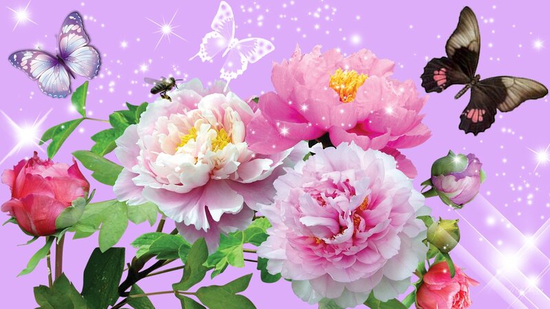 Pink Peonies with Butterflies — Purple, Magical