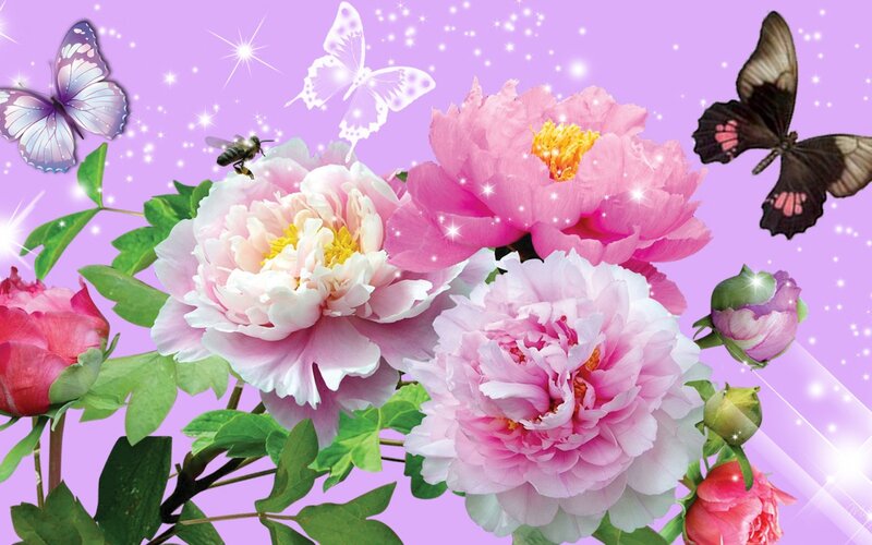 Pink Peonies with Butterflies — Purple