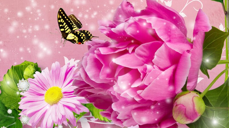 Pink Peony and Butterfly