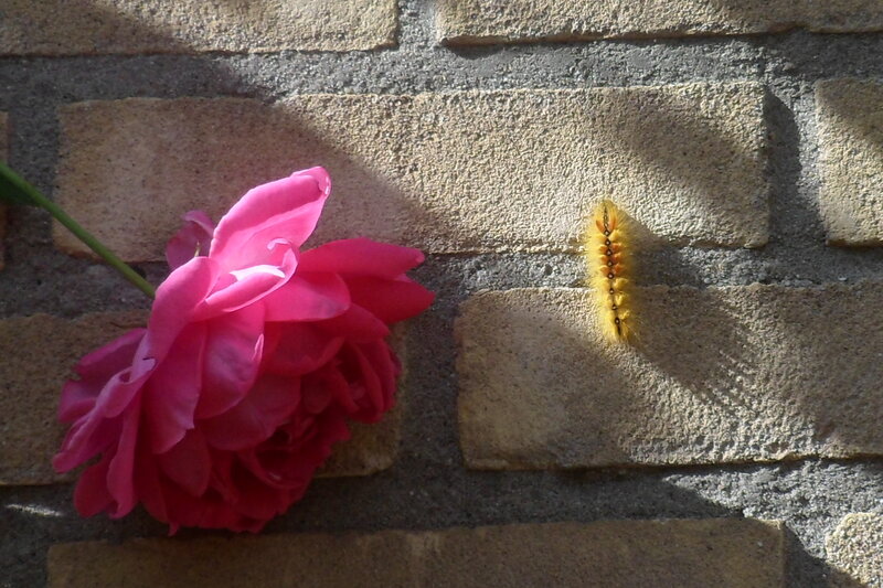 Pink Peony and Caterpillar
