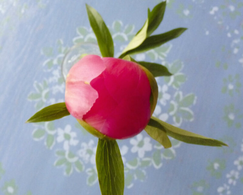 Pink Peony Bud — Calm, Spring