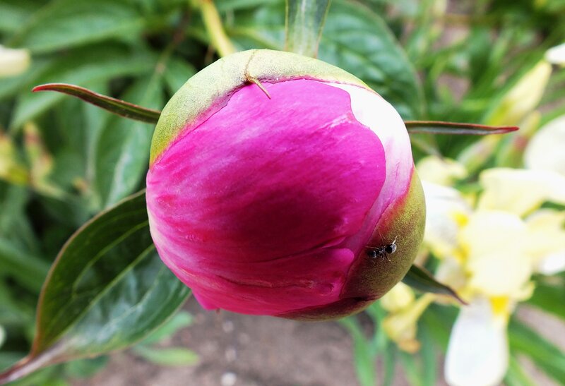 Pink Peony Bud — Calm
