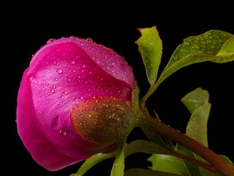Pink Peony Bud — Magenta