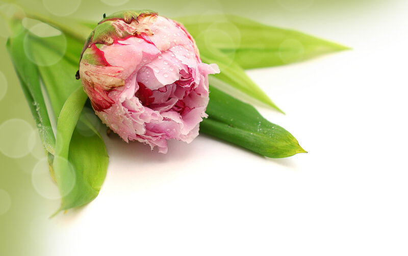 Pink Peony Bud — Serene, Spring