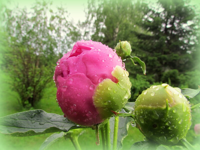 Pink Peony Bud — Serene
