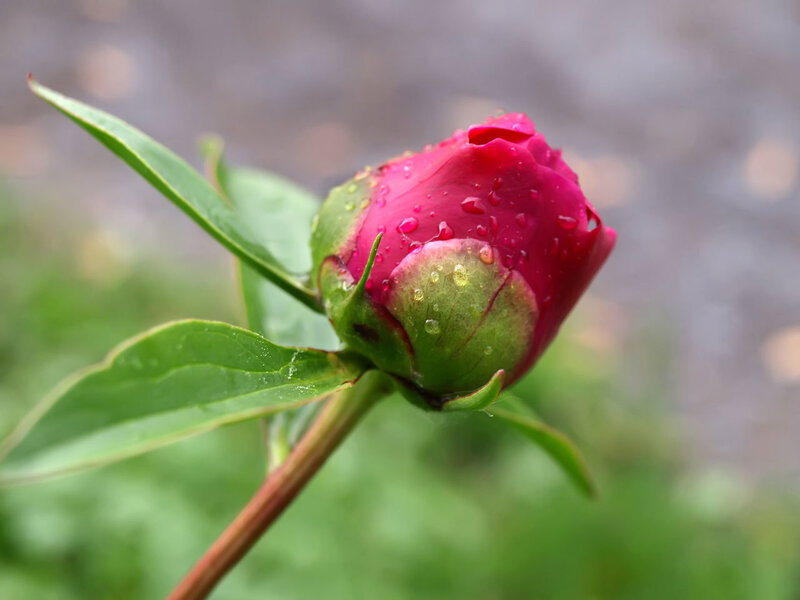Pink Peony Bud