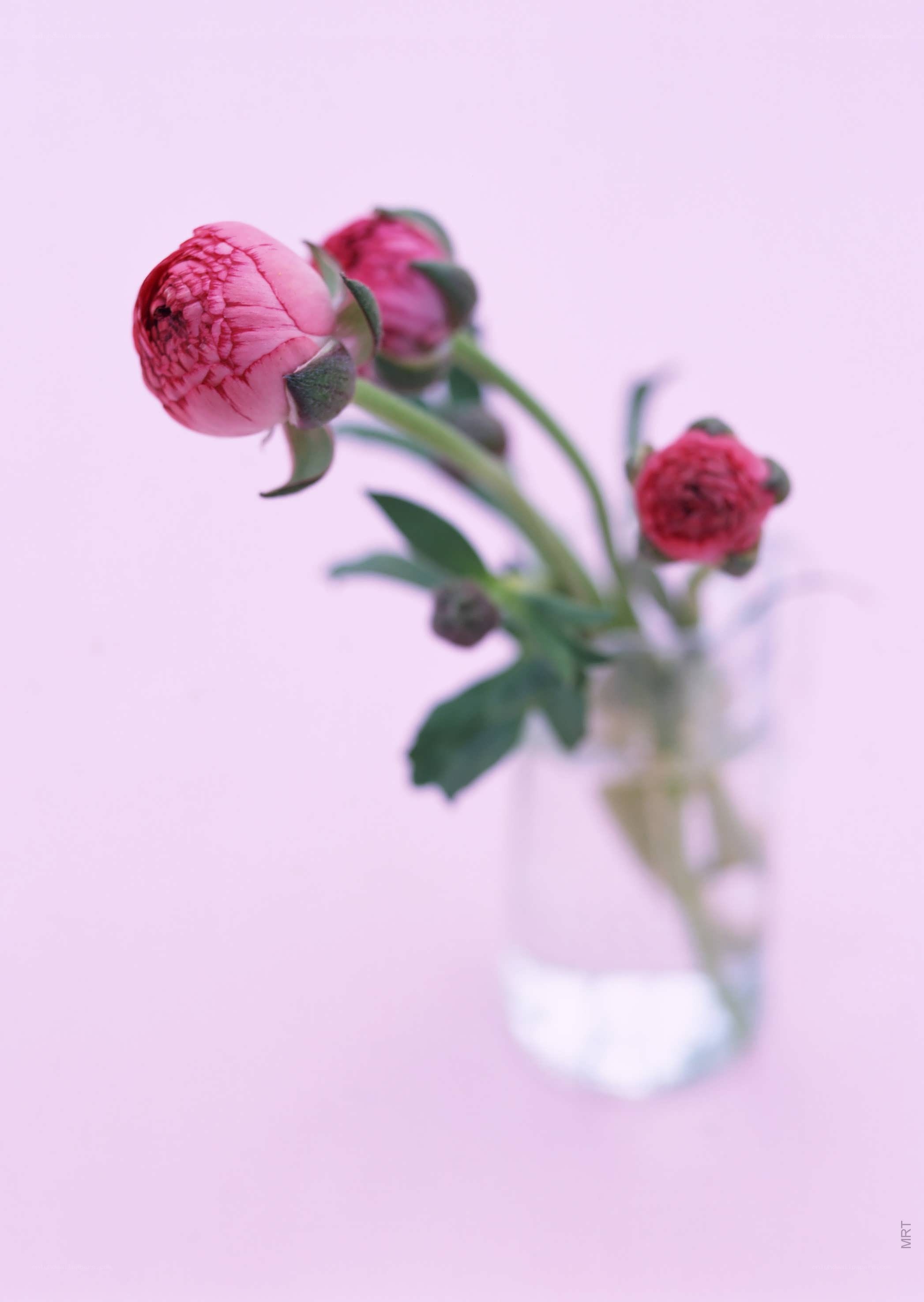 Pink peony buds in a vase