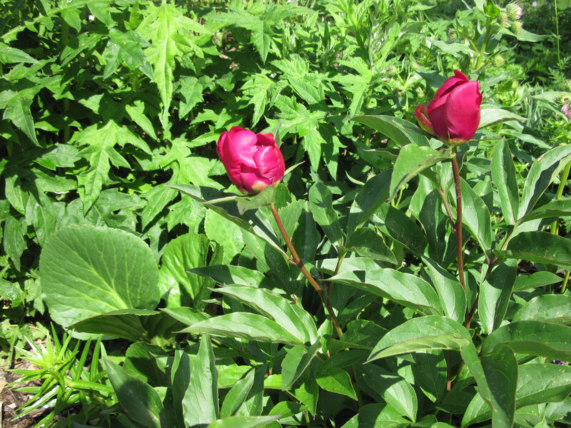 Pink Peony Buds