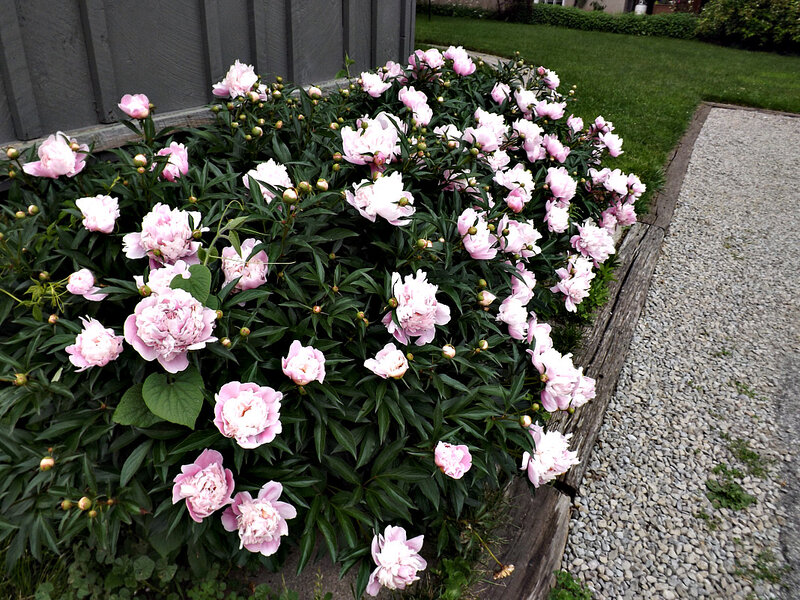 Pink Peony Bush