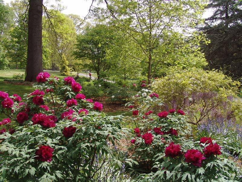 Pink Peony Bushes