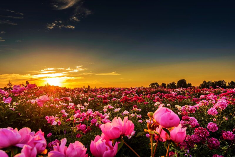 Pink Peony Field — Dramatic