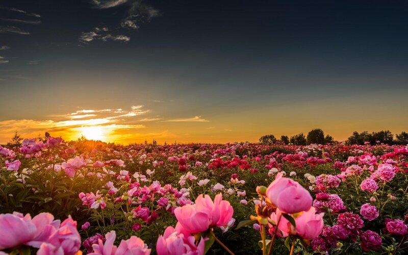 Pink Peony Field — Serene