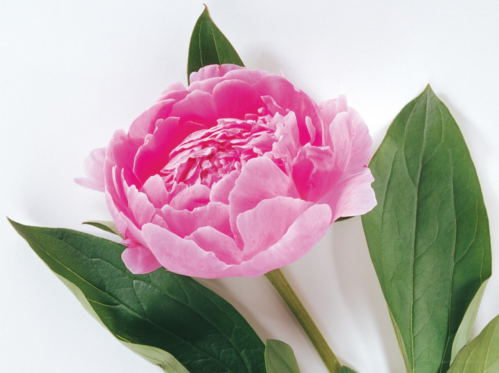 Pink peony flower