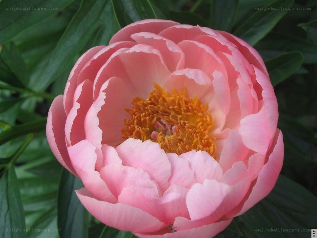 Pink peony flower