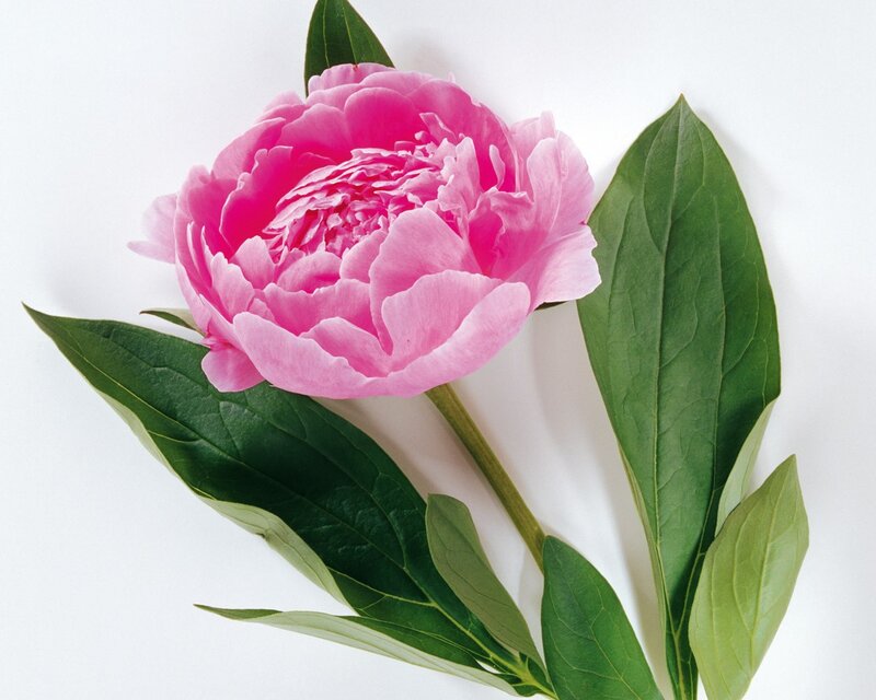 Pink peony flower