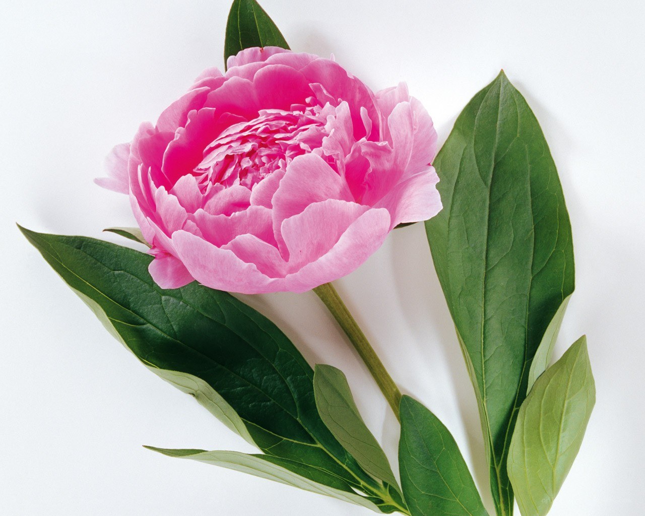 Pink peony flower