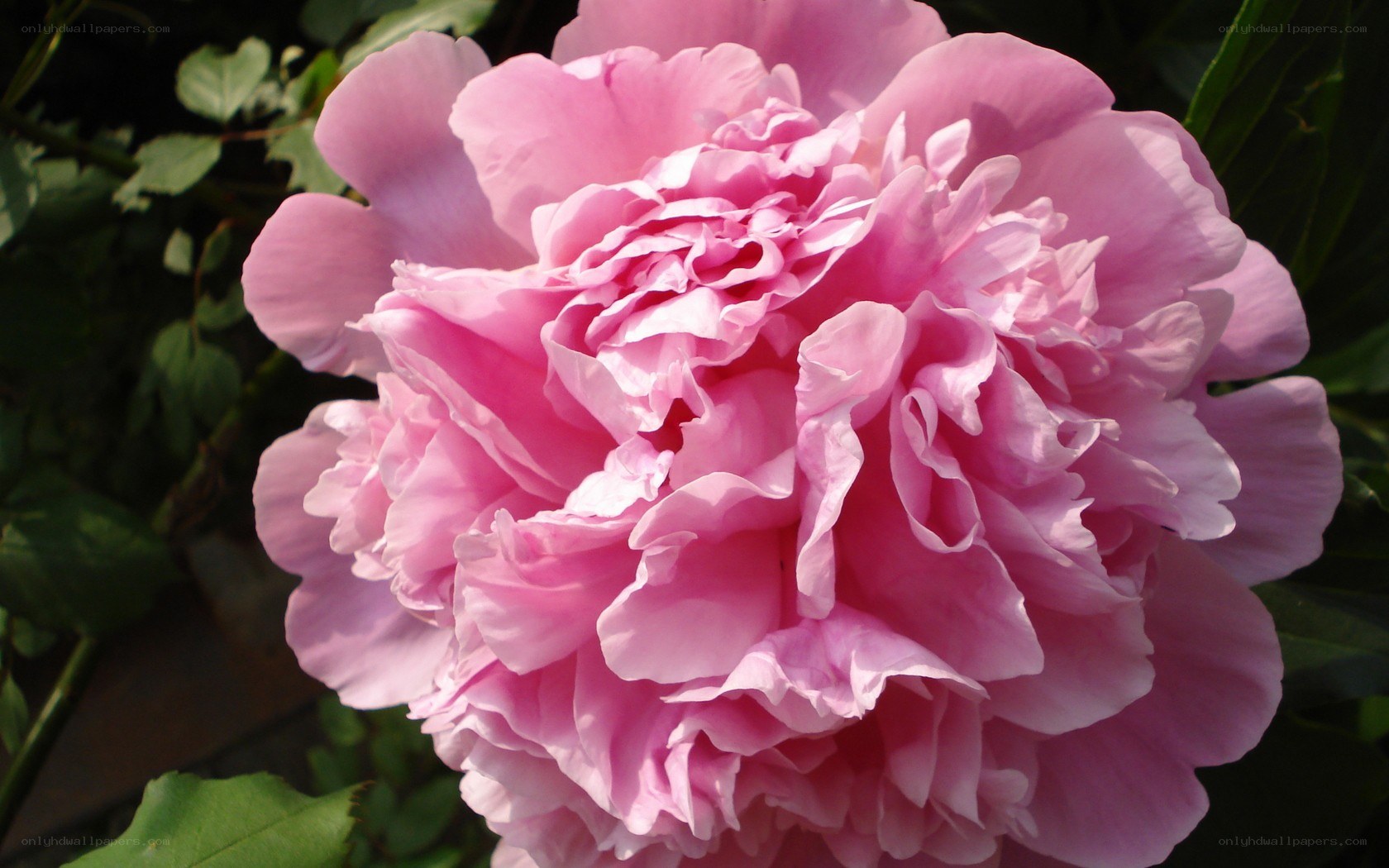 Pink peony flower