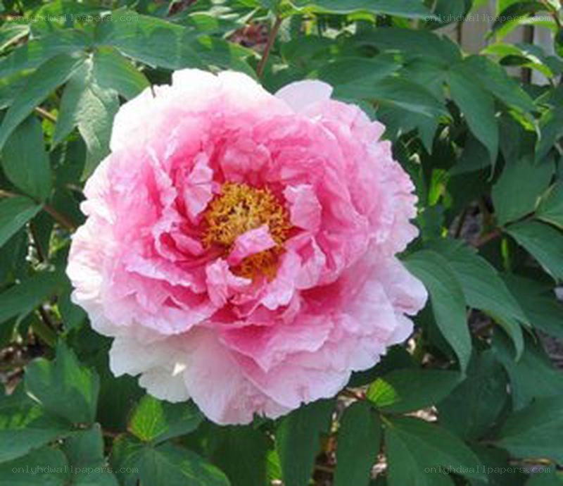 pink peony flower