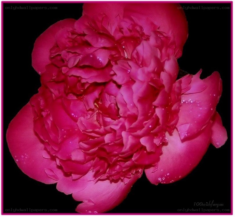 Pink peony flower
