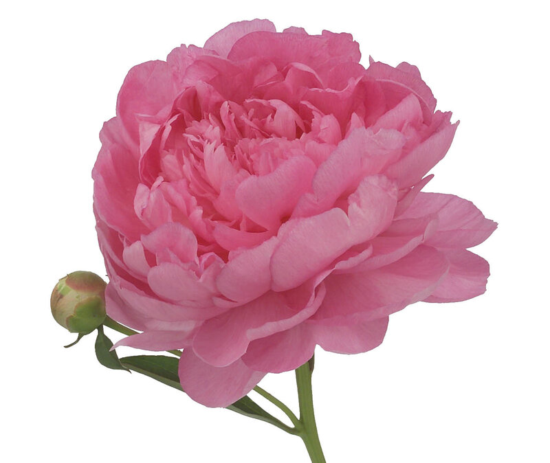 pink peony flower