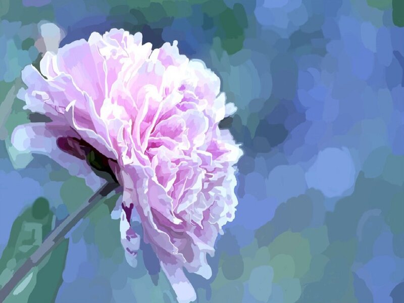 Pink Peony Flower — Calm, Digital Art