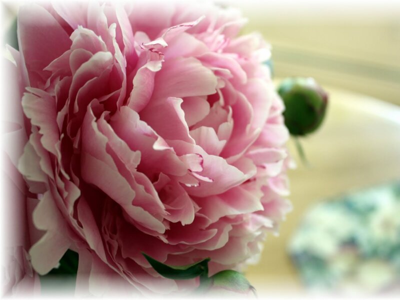 Pink Peony Flower — Calm, Photograph, Bud, Green Leaf