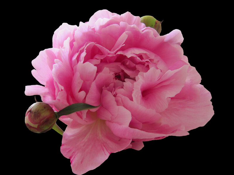 Pink Peony Flower — Calm, Photograph, Bud